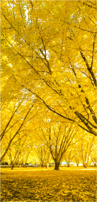 ginkgo trees taiyuan