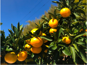 mikan on tree