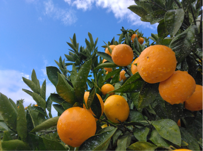 mikan on tree