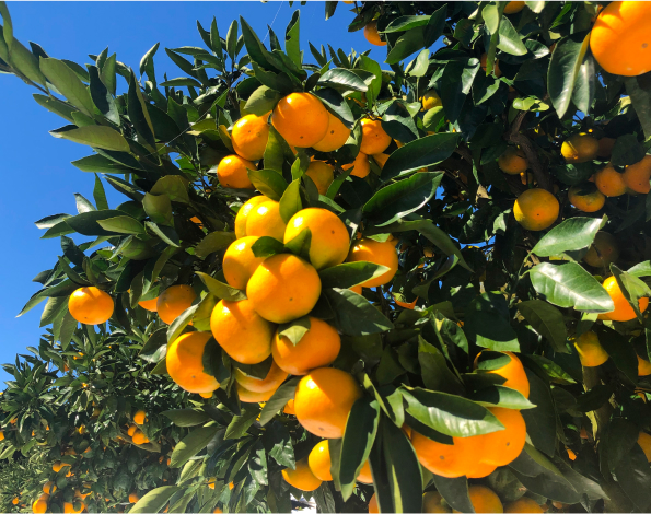 mikan tree