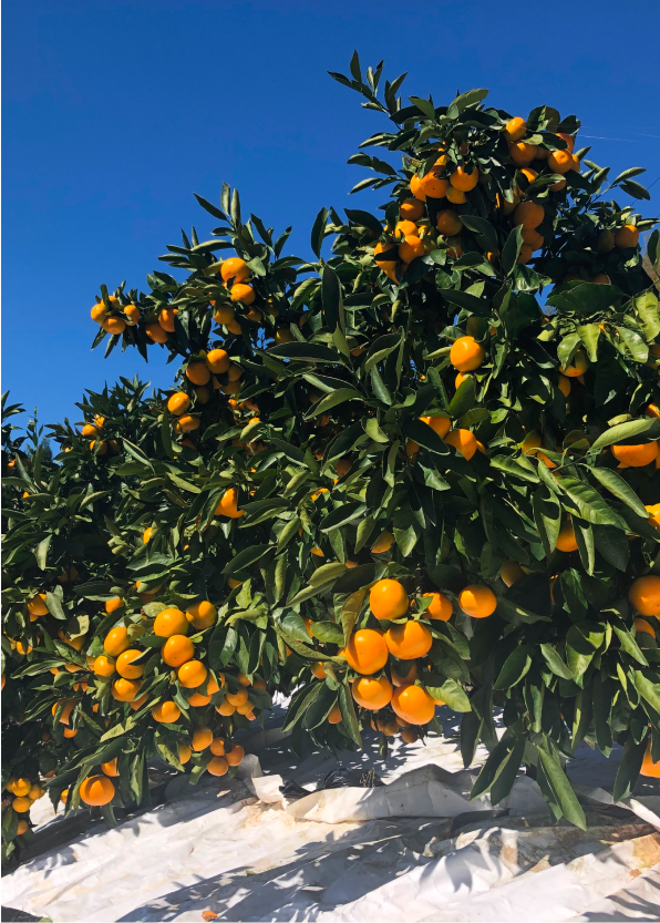 mikan tree