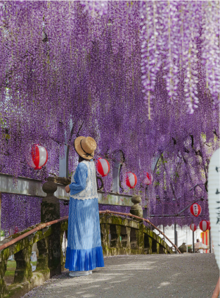 nakayama grand wisteria